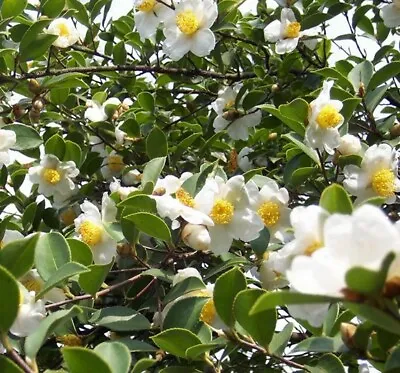 Camellia Oleifera 5 Seeds Fragrant Edible Tea Oil Shrub Or Small Tree • £3.21