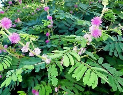 Mimosa Diplotricha 30 Seeds.  Giant Sensitive Plant Touch Me Not. .fresh Seed • £3.95