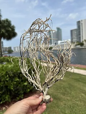 Natural Sea Fan 12” Rusty Coral Tree Branch Coral Beach Decor Sea Souvenir • $21.58