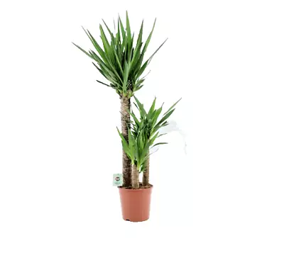 YUCCA ELEPHANTIPES - INDOOR POT PLANT - 130cm • £85