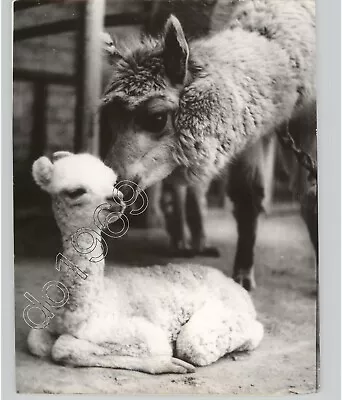 New Baby Hybrid ALPACA-VICUNA Park Of LEGENDS ZOO LIMA 1966 Press Photo Animals • $40