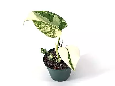 Monstera Creme Brulee Thai Constellation - 3 Inch Pot Grower's Choice • $71.20