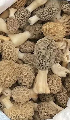 Pre Order.Your 1~1/4# Fresh Picked Morel MushroomsShipped Hours After Picked. • $60