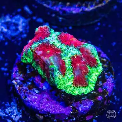 Christmas Favia WYSIWYG Live Coral - 214 • $4.99