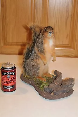 Taxidermy Squirrel Chipmunk Mount Novelty Present Whitetail Deer Log Cabin Decor • $190