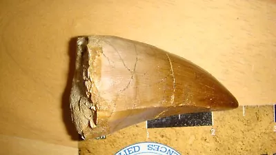 MX-40 Fossil Very Large Robust Mosasaur Tooth Morocco FREE SHIP USA Most 2+ Inch • $21.25