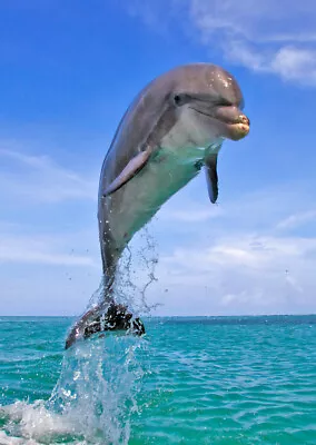 Dolphin Leaping Postcard - 3D Lenticular • $4.25