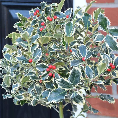 Holly Argentea Marginata Hardy Tree Winter Berries 1x 9cm Potted Plant By T&M • £14.99