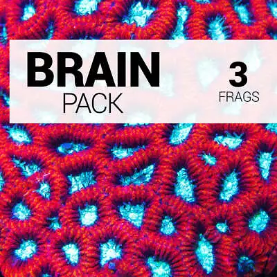 Brain Frag Pack ~ WWC Live Coral 3 Pack • $119