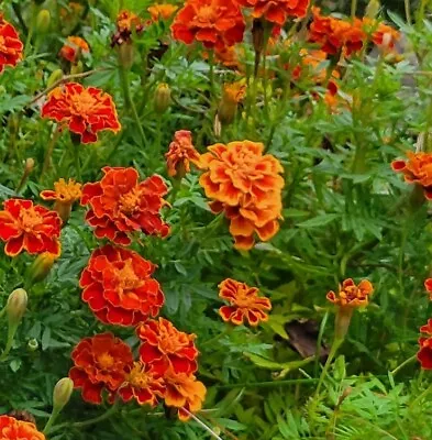 French Marigold Flower Seed Mystery Mix | Fresh Annual Flower Seeds 150 Or More • $3.99
