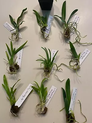 Orchid Plant 5 Bare Root Orchid Plants. • $39