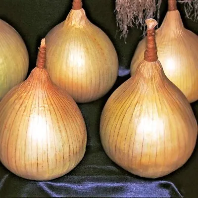 £1.39 • Buy Vegetable Onion Ailsa Craig Appx 1000 Seeds Competition Onions