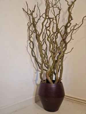 £90 • Buy Twisted Tree Branches Willow Or Hazel In Large Terracotta Pot. Decorative 