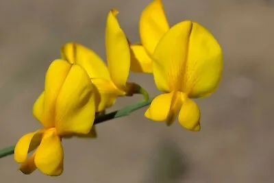 Crotalaria Juncea | Sun Hemp | 10_Seeds • £9.61