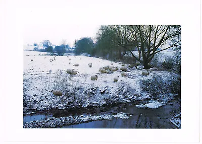 Winter Fields Near Ditchingham Sheep Norfolk Vintage Picture Print 1987 NIC#19 • $4.34