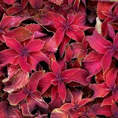 Coleus Wizard Velvet Red Seeds • £2.99