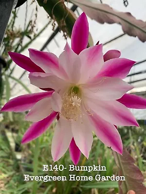 Rooted Epiphyllum Orchid Cactus “Bumpkin” Growing In 4” Starter Pot. • $25