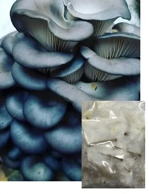 Bay Hydro Blue Oyster Mushroom Mycelium Spawn Plugs • $11.95