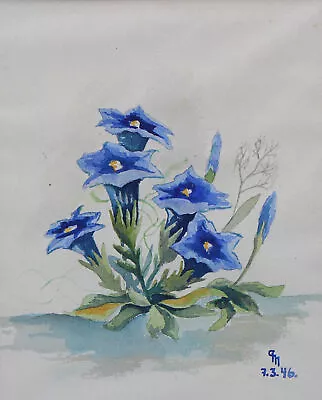 £65 • Buy Original 1940's BLUE TRUMPET GENTIANA Botanical Watercolour Painting Signed Fram