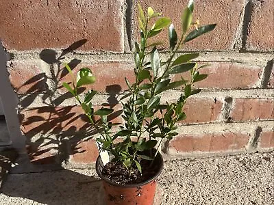 Golden Bean Or Hong Kong Kumquat Tree (Fortunella Hindsii) Super Rare Citrus! • $60