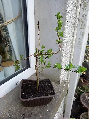 Hawthorn Bonsai In Training • £10.99