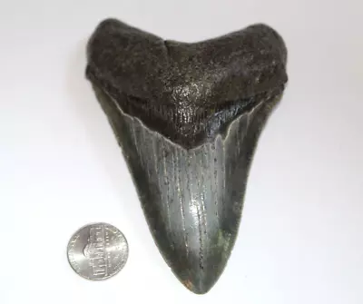 MEGALODON Fossil Giant Shark Teeth Ocean No Repair 4.53  HUGE MUSEUM QUALITY • $199