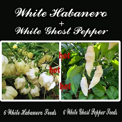 6 White Habanero Seeds + 6 White Ghost Pepper Seeds + 10 Free Bonus Seeds 🔥🔥🔥 • $3.50