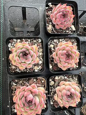 Echeveria Red Lantern Nice Succulent 20/12/2023 • $6