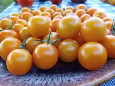 50 Seeds SunSugar Tomato Tomatoe Vegetable Garden Edible Canning • $3.66