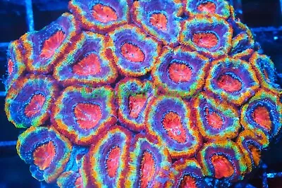 Cornbred's Sugar Bomb Acan - Frag - LIVE CORAL • $199.99