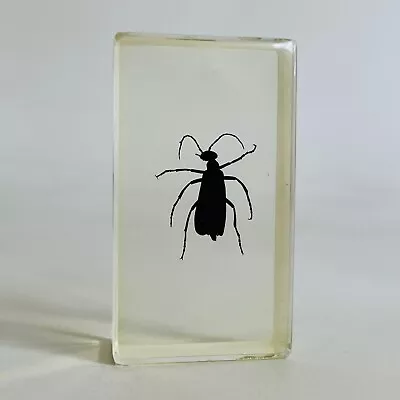 Real Life Bugs And Insects National Geographic Taxidermy Paperweight Black Bug • £8.25