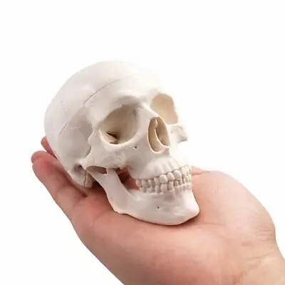 Mini Skull Model Human Medical Anatomical Head Bone Small Size Model US Stock • $13.29