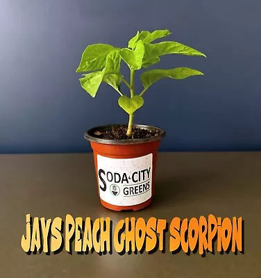 TWO JPGS Jay's Peach Ghost Scorpion Pepper Live Plants • $14.99