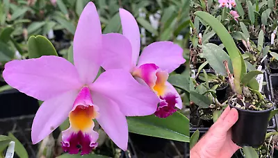 RON Cattleya Orchid Rth. Hsinying Starlight 'Pink Lady' FLOWERING SIZE 100mm Pot • $35