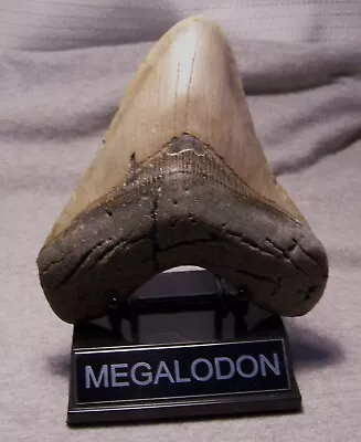 MEGALODON Shark Tooth 5 1/2  Sharks Teeth GIANT Jaw Fossil W/ Display ~REAL • $37