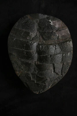 $250 • Buy Timelesstfc - Anosteira Trionychidae Softshell Turtles OLD COLLECTION