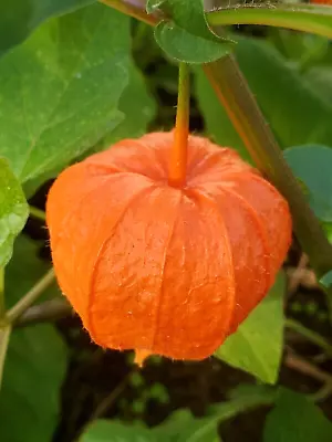 Lot 5 Chinese Japanese Lantern Perennial Halloween Queen Physalis Free Shipping • $24.99