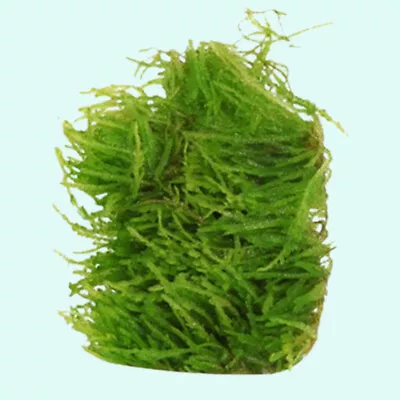 BUY 2 GET 1 FREE Weeping Moss Vesicularia Ferriei Live Aquarium Plants • $10.79