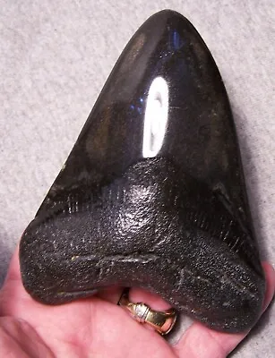MEGALODON SHARK TOOTH SHARKS TEETH FOSSIL STUNNING COLOR 4 15/16  Polished • $169