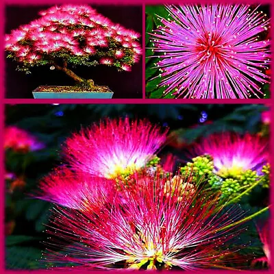 Mimosa Tree Seeds (Albizia Julibrissin) Persian Pink Silk Flower Plant Bonsai • $6.89