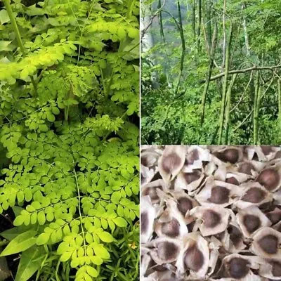 10 Organic Moringa Oleifera Drumstick Seeds Non-GMO For Sprouting Planting • $9.49