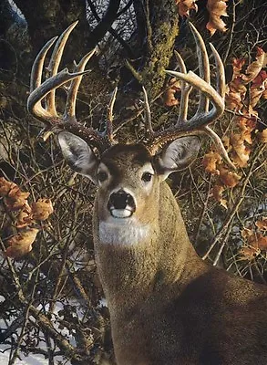 Carl Brenders AN AUTUMN GENTLEMAN White Tail Deer Buck In Rut Art Print #5/950 • $375