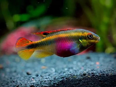 Kribensis Dwarf Rainbow Krib Pelvicachromis Pulcher Live Tropical Fish Aquarium • £2.99