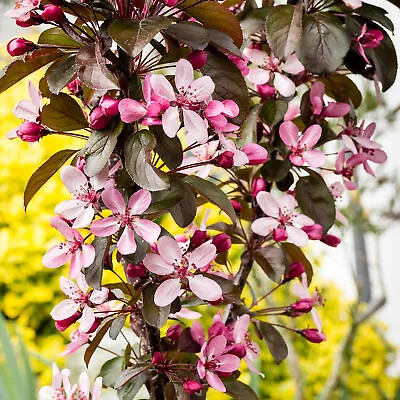 Malus Aros | Crab Apple Tree | Ornamental Flowering Garden Tree | 5-6ft • £79.99