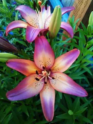 Royal Sunset Lily Flower Bulbs Hardy Perennial Plants Grow 42  Tall Summer Bloom • $3.50