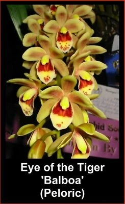 $25 • Buy OoN Cymbidium Orchid Eye Of The Tiger 'Balboa'  85mm Pots (3768)