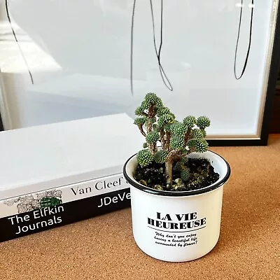 Miniature Joshua Tree | Sedum Multiceps | Live Succulent Bonsai Indoor | House • $25