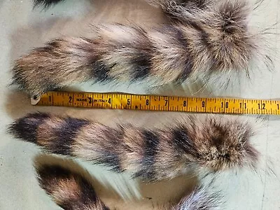 Genuine Raccoon Tail  6 Total  Free Shipping • $45