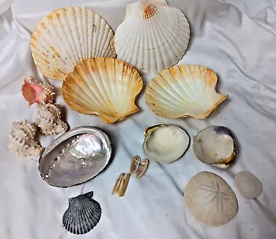 Lot Of 1.04 Lb. Natural Small/Medium Seashells Clam Scallop Sand Dollar Variety • $19.90