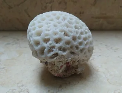 Coral Brain Natural White Decor 92.8 MM Beach Fossil Reef  Specimen Salt Water • $92